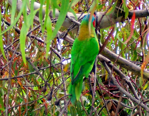 Zdjęcie z Australii - Kolorowa papuzka...