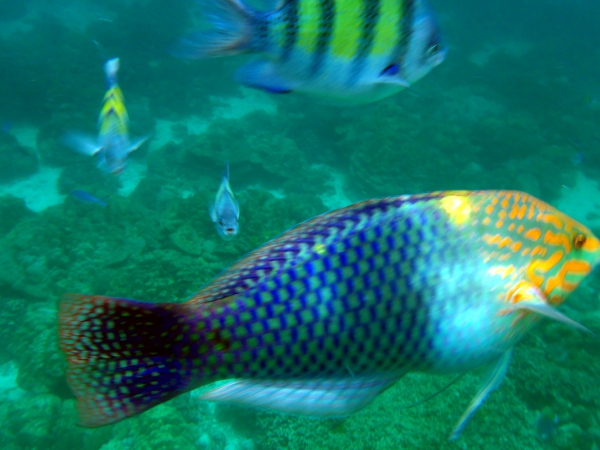 Zdjęcie z Tajlandii - Kolorowe, tropikalne ryby