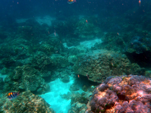 Zdjęcie z Tajlandii - Rafa koralowa 