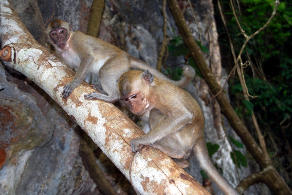 Zdjęcie z Tajlandii - Mlode makaki pod...