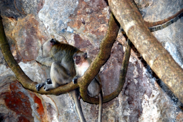 Zdjęcie z Tajlandii - Mlody makak...