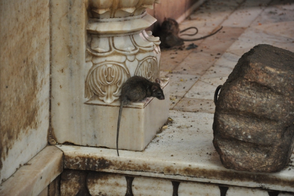 Zdjęcie z Indii - Świątynia szczurów