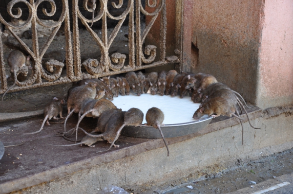 Zdjęcie z Indii - świątynia szczurów