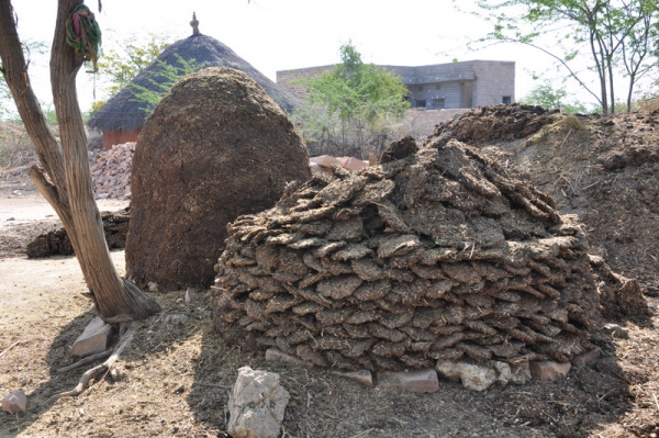 Zdjęcie z Indii - indyjska biomasa:)