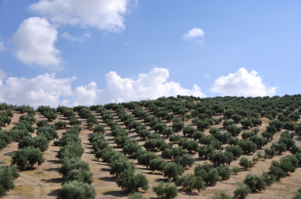 Zdjęcie z Hiszpanii - gaje oliwne