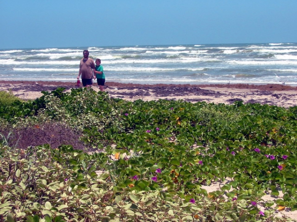 Zdjęcie ze Stanów Zjednoczonych - Zielona plaża.