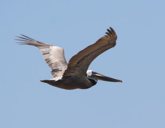 Zdjęcie ze Stanów Zjednoczonych - "Malachitowe" pelikany.