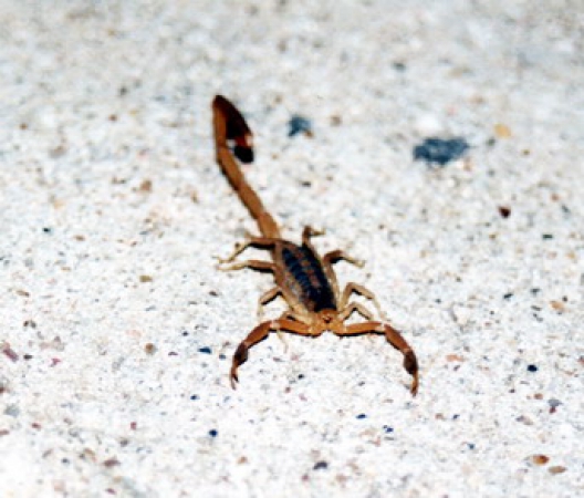 Zdjęcie ze Stanów Zjednoczonych - Teksański skorpion.