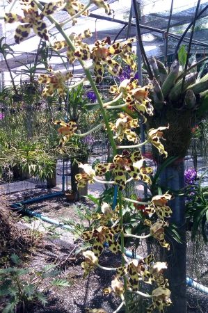 Zdjęcie z Tajlandii - Na farmie orchidei
