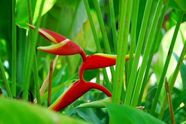 Zdjęcie z Tajlandii - Tropikalne kwiaty