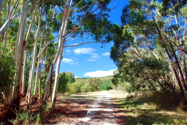Zdjęcie z Australii - Na lesnej drodze