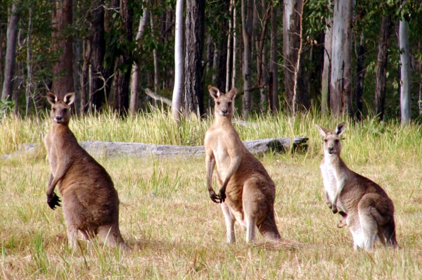 Zdjęcie z Australii - Cztery kangury :)