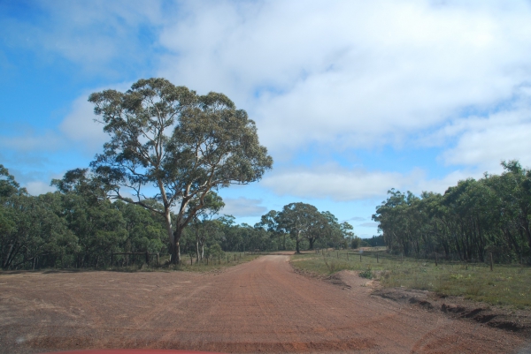 Zdjęcie z Australii - Droga prez lasy Kuitpo