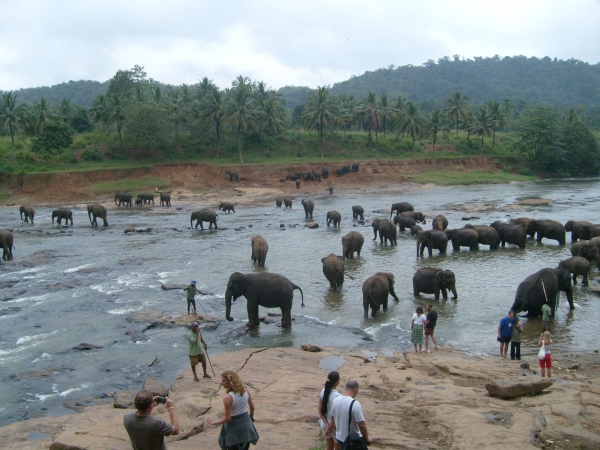 Zdjęcie ze Sri Lanki - Kąpiel słoni