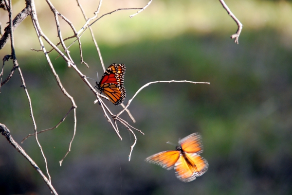 Zdjęcie z Australii - Zaloty monarchow