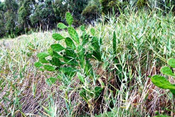 Zdjęcie z Australii - Kaktusy posrod trzcin