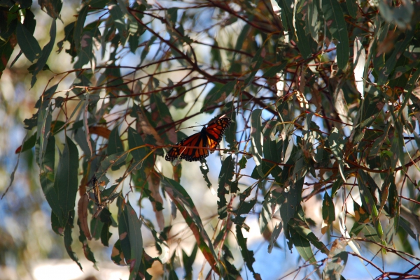 Zdjęcie z Australii - Monarcha na eukaliptusie