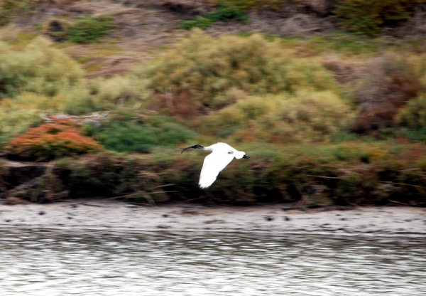 Zdjęcie z Australii - Ibis w locie nad rzeka