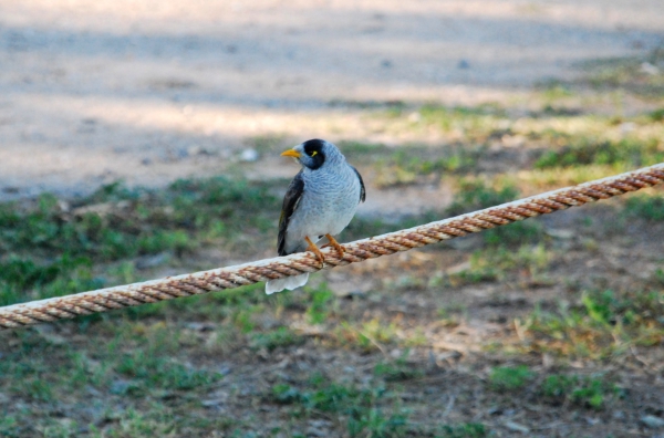 Zdjęcie z Australii - Ptak zwany noisy miner