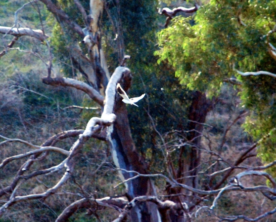 Zdjęcie z Australii - Black-shouldered Kite...