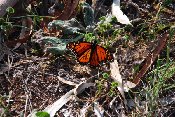 Zdjęcie z Australii - Motyl monarcha