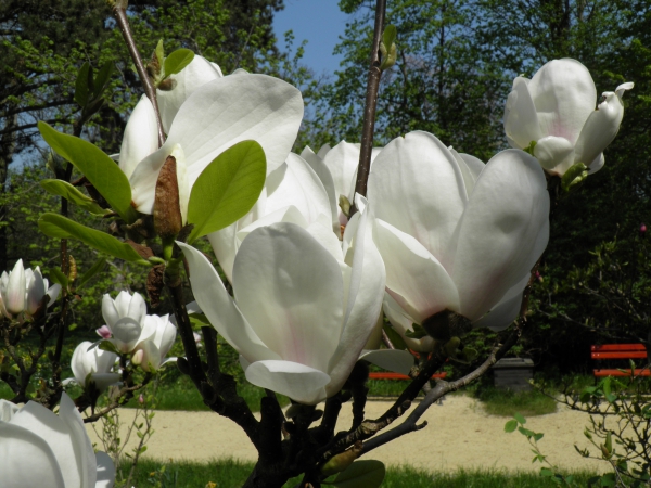 Zdjęcie z Polski - Magnolia biała