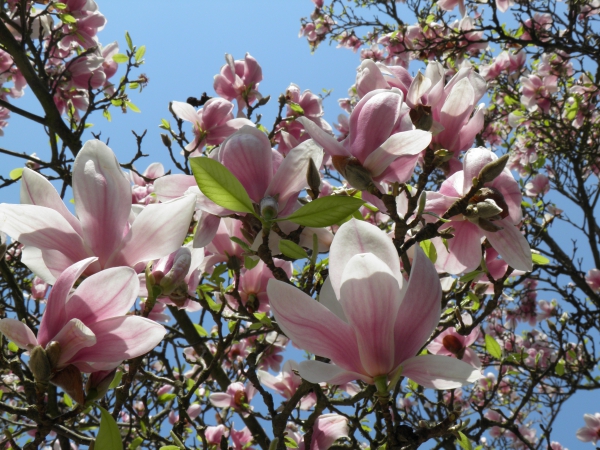 Zdjęcie z Polski - Magnolia różowa