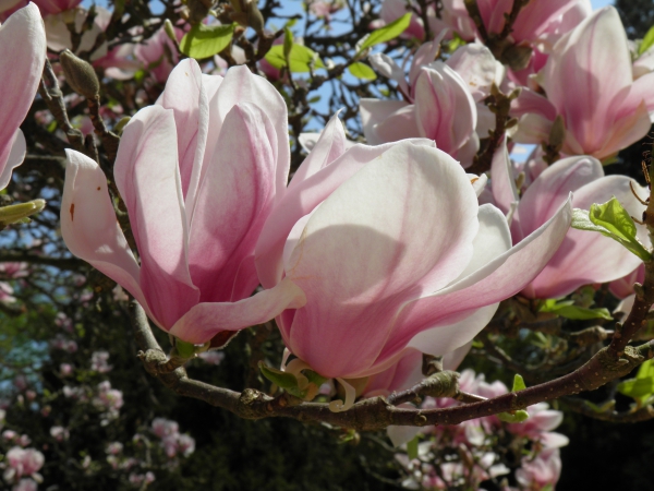 Zdjęcie z Polski - Magnolia różowa_2