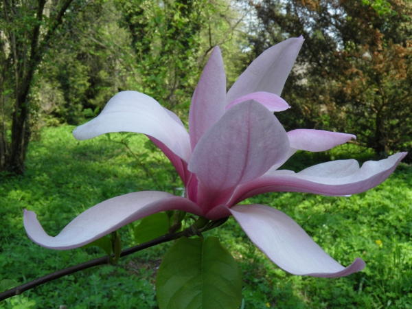 Zdjęcie z Polski - magnolia wielolistna