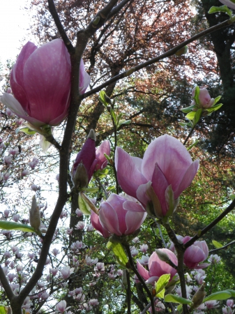 Zdjęcie z Polski - Magnolia gałązka