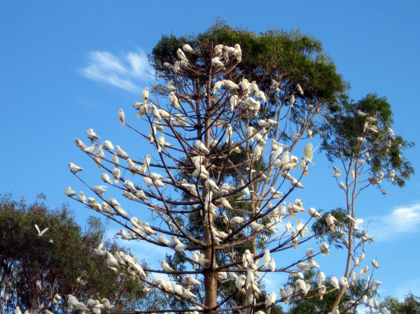 Zdjęcie z Australii - Corellowe drzewo