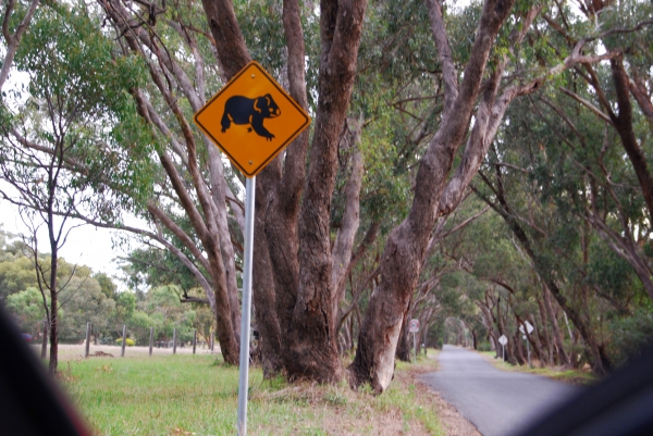 Zdjęcie z Australii - Uwaga na koale :)