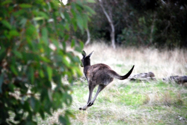 Zdjęcie z Australii - Ten kangurek nie chcial..