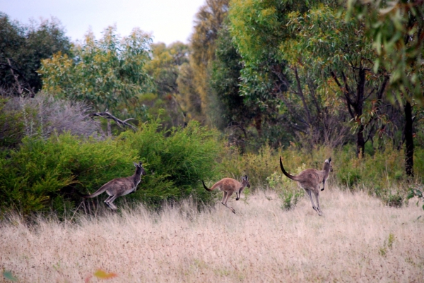 Zdjęcie z Australii - Kangury w buszu