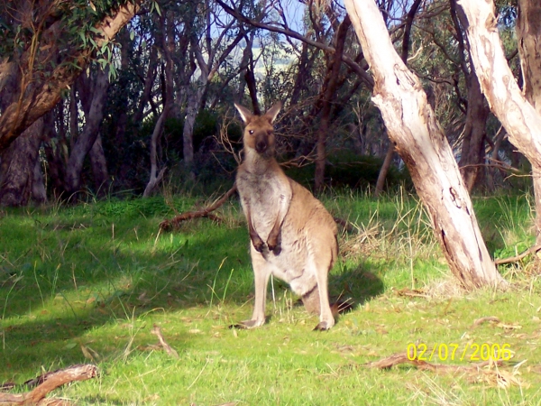 Zdjęcie z Australii - Kangur w buszu