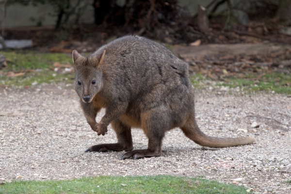 Zdjęcie z Australii - Wallaby czyli maly kangur