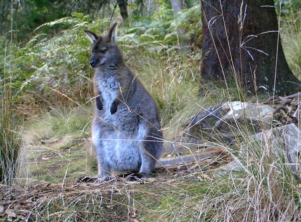 Zdjęcie z Australii - Wallaby w Cateract Gorge