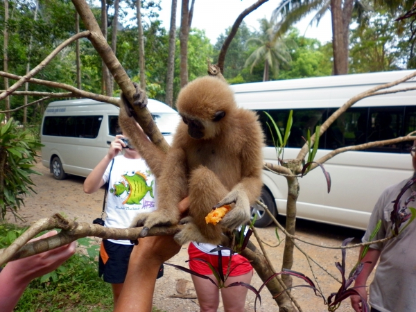 Zdjęcie z Tajlandii - Jedyny gibbon, ktory...