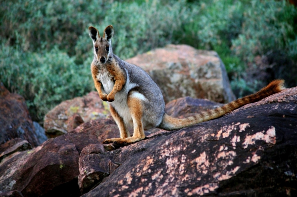 Zdjęcie z Australii - Walabia skalna w Wilpena 