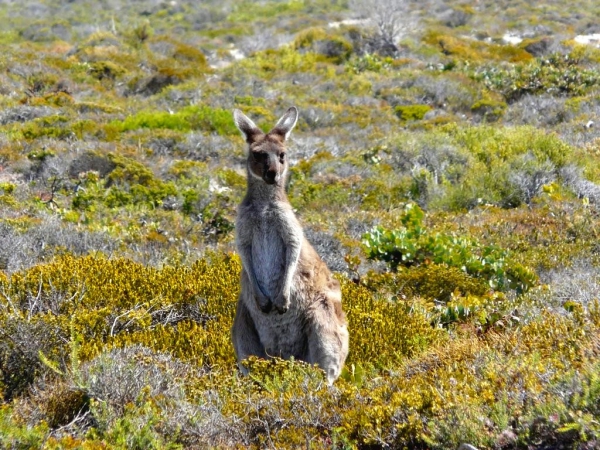 Zdjęcie z Australii - Zwyklych kangurow