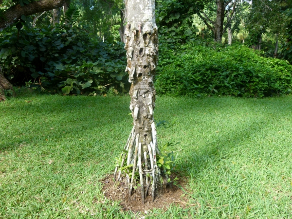 Zdjęcie z Mauritiusa - Korzen palmy,,szpon