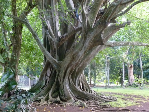Zdjęcie z Mauritiusa - Baobab