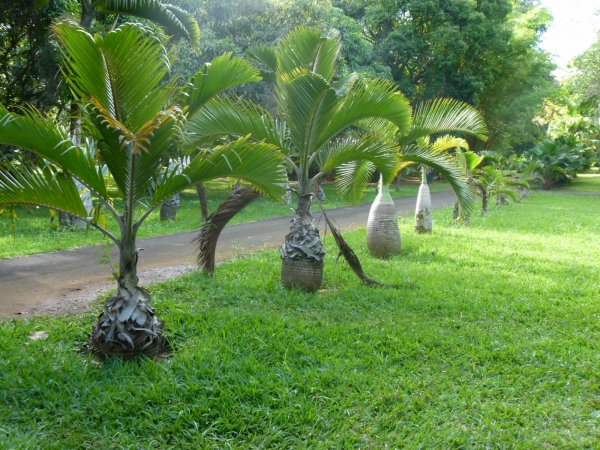 Zdjęcie z Mauritiusa - Palmy butelkowe.