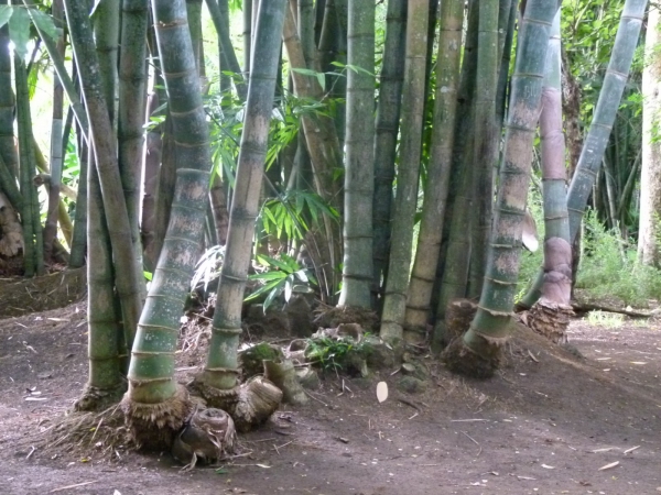 Zdjęcie z Mauritiusa - Bambus