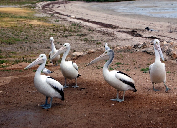 Zdjęcie z Australii - Pelikany w Coffin Bay