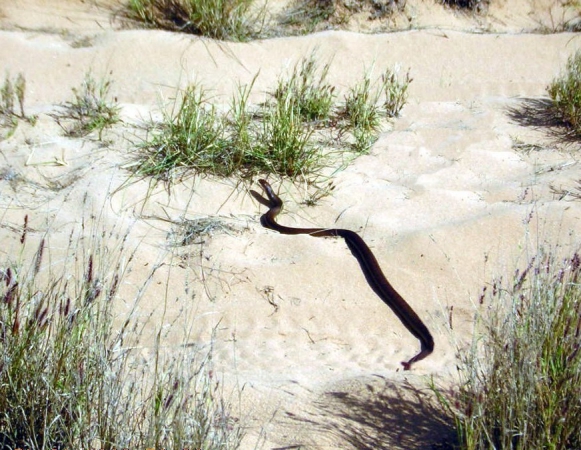 Zdjęcie z Australii - Jadowity waz brown snake
