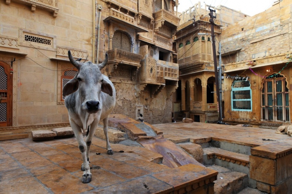 Zdjęcie z Indii - Święta krowa w Jaisalmer