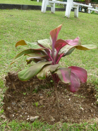 Zdjęcie z Mauritiusa - ,,Meski kwiat