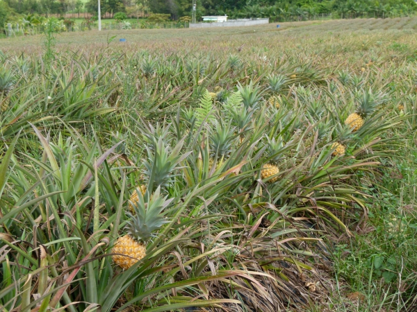 Zdjęcie z Mauritiusa - Plantacje ananasow.