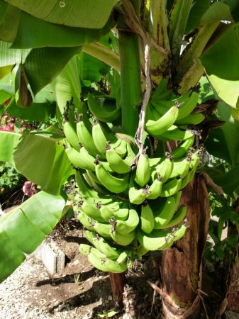 Zdjęcie z Mauritiusa - Bananowce.